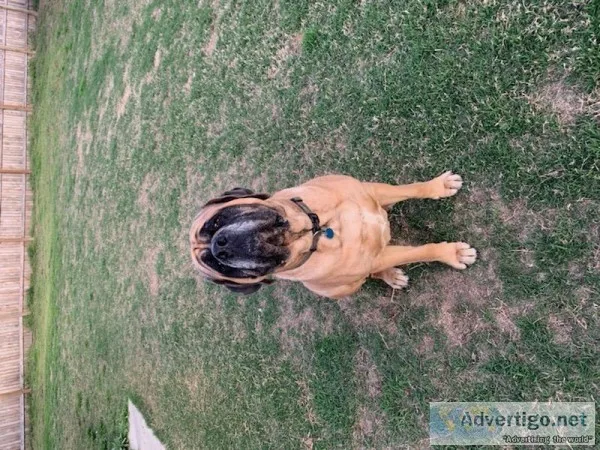 Registered AKC english mastiff male