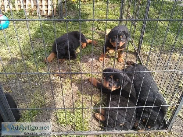Chunky Rottweiler Puppies