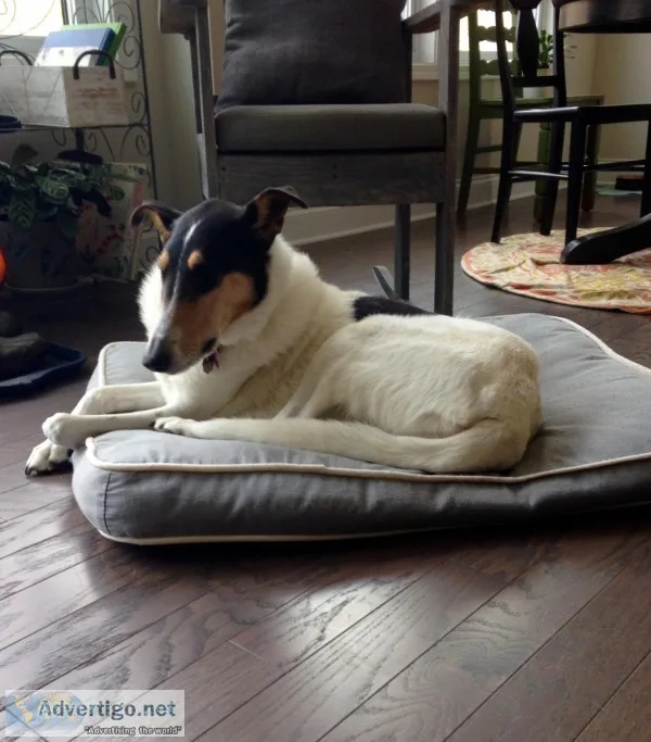 Free purebred 6 year old smooth collie