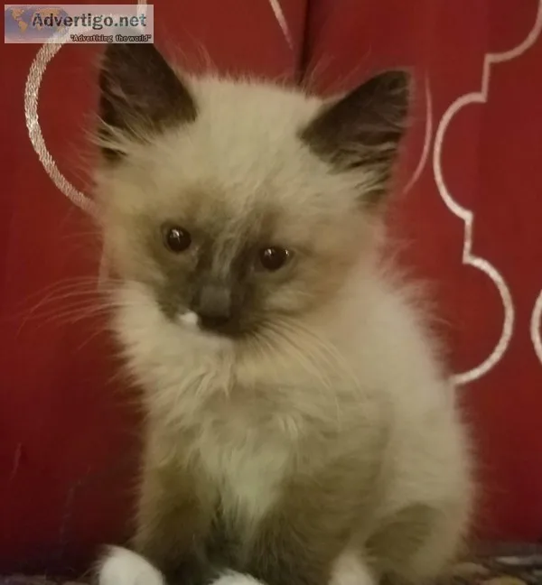 Sbowshoe kitten