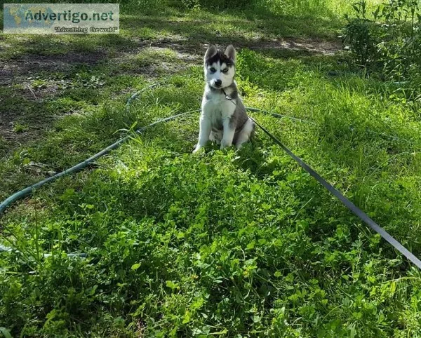 Reg. CKC Siberian Husky puppy