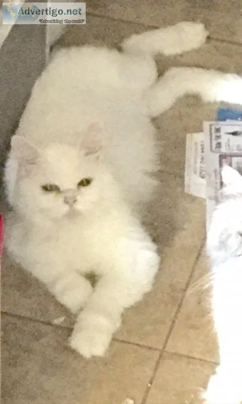 Free pure white adult Persian cat
