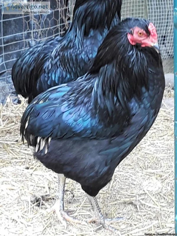 RARE BREED Araucana cockerel