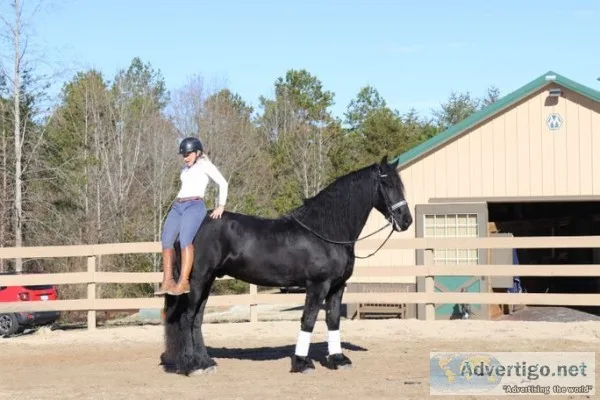 Horse for sale 