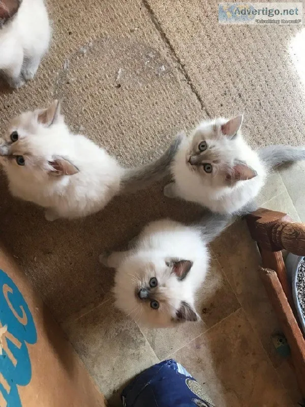 Cute Ragdoll kittens for sale.
