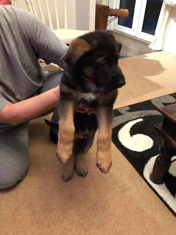 German Shepard Puppies