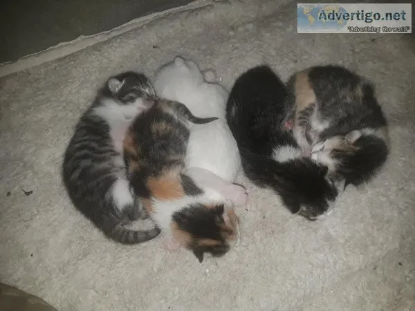2 kittens