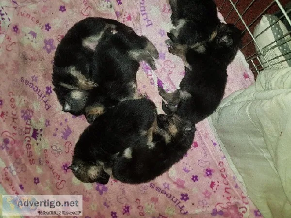 AKC Lab Puppies