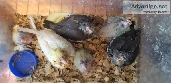 Cockatiels