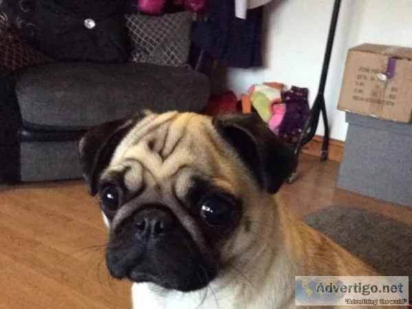 MF pug puppies text 832 510 0096