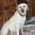 English Labradore Puppies