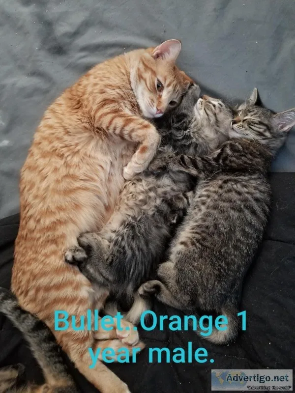 Rehoming 2 one year old cats and 2 kittens