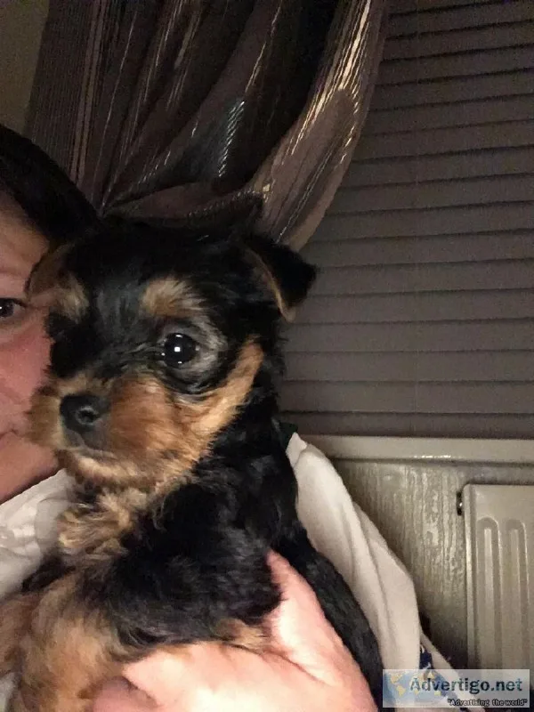 Tea Cup Yorkshire Terrier Puppies