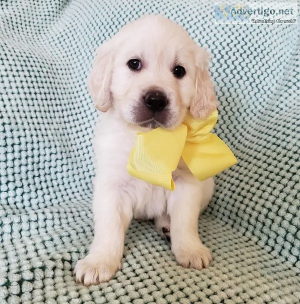 Golden retriever