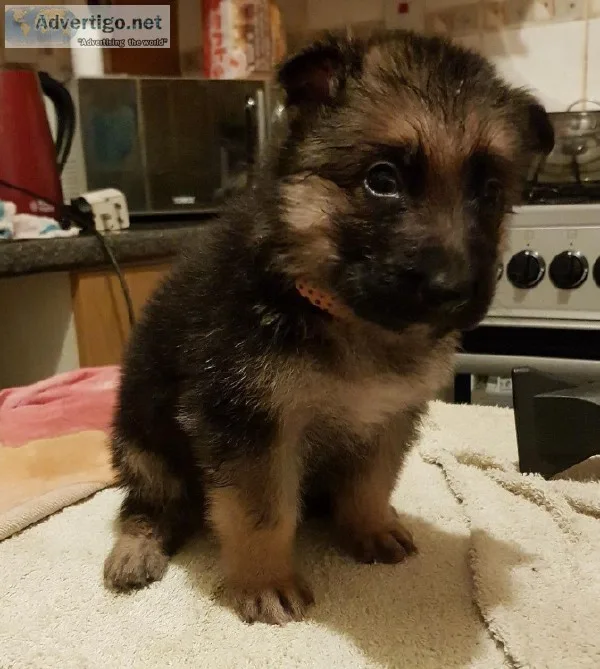 rehoming german shepard