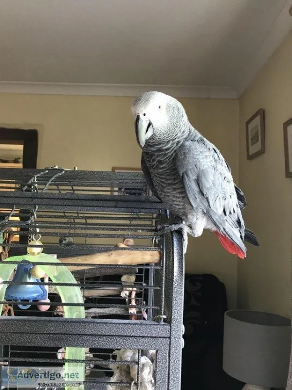 Hand reared baby greys Available