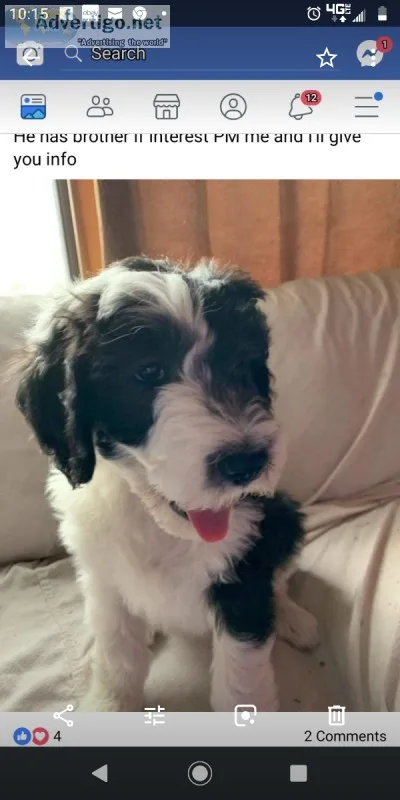 Sheepadoodles for sale