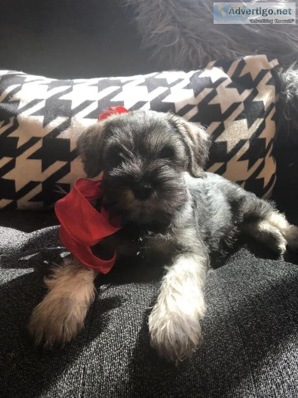 Mini Schnauzer puppies for sale AKC registered