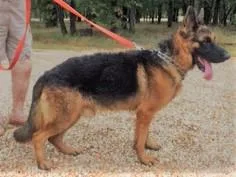 Adult German Shepherds AKC.
