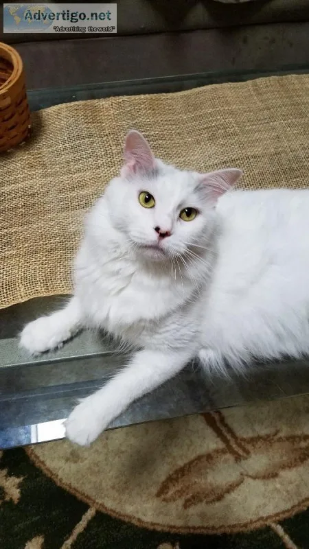 Angora Cat