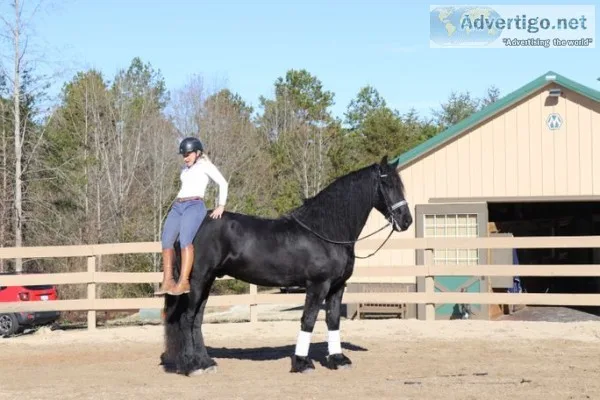 Horse for sale 