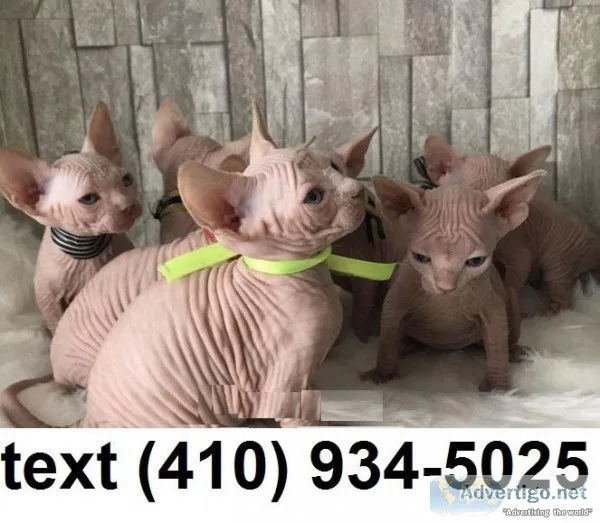 Outstanding sphynx kittens for sale.
