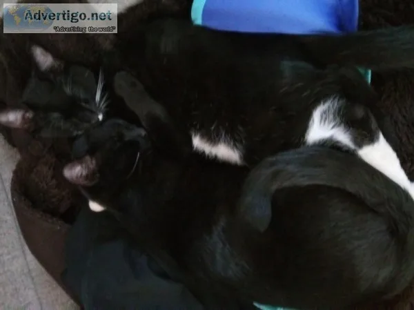 6 month old kittens