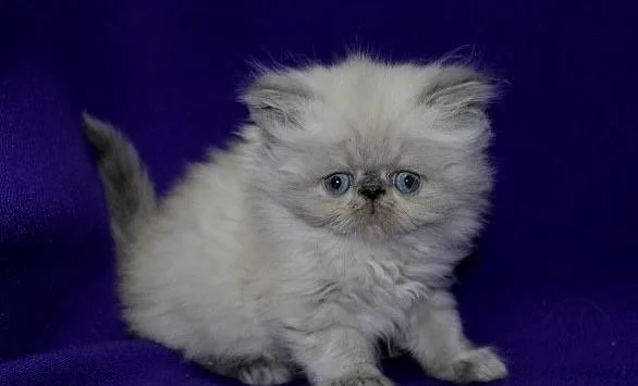 Persian Kittens Available