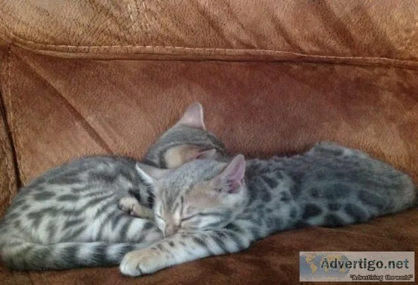 sweet Bengal kitten