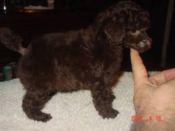 POODLE AKC TINY TOY