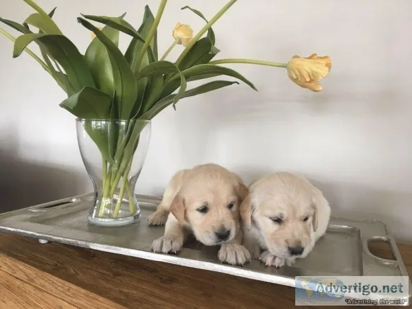 Golden Retriever Puppies
