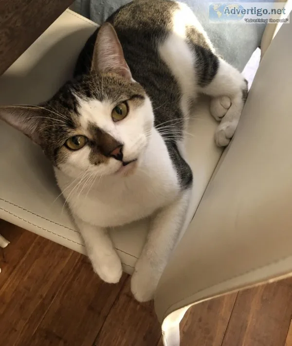 Free Tabby Male Cat