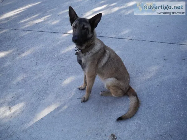 Dutch Shepherd