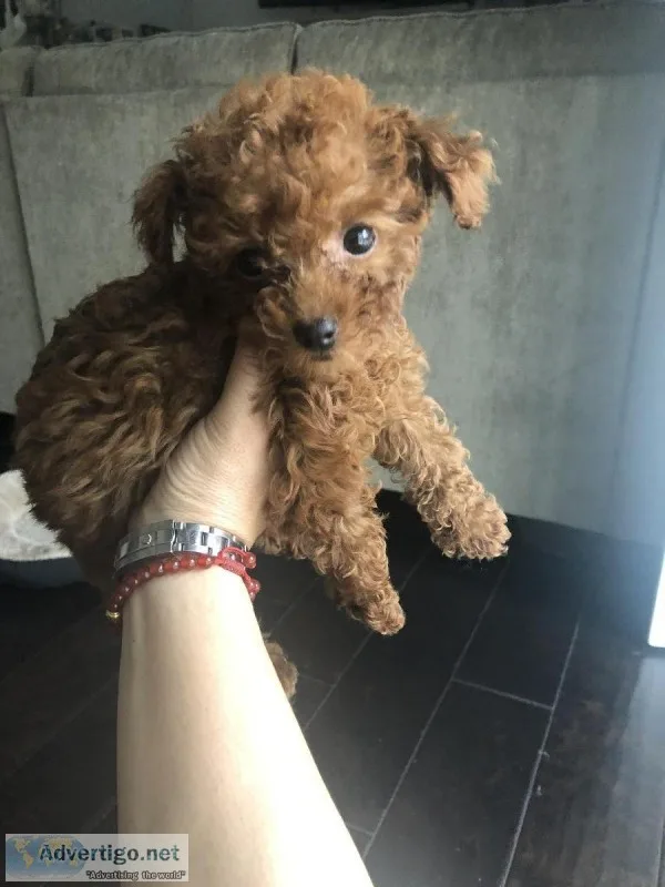 Tiny Toy Teddy Poodle