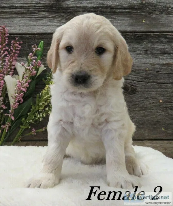 Standard F1 Goldendoodles Available