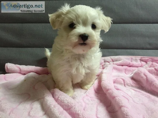 Tiny adorable Maltese puppies