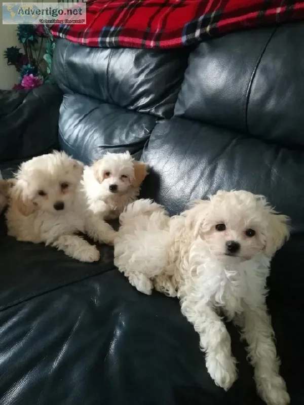 Standard Poodles puppies