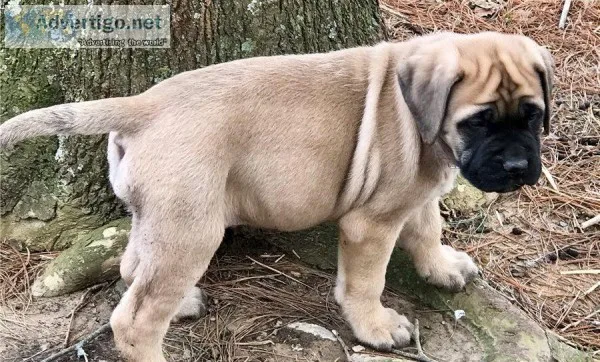 Giant Bullmastiff Puppies