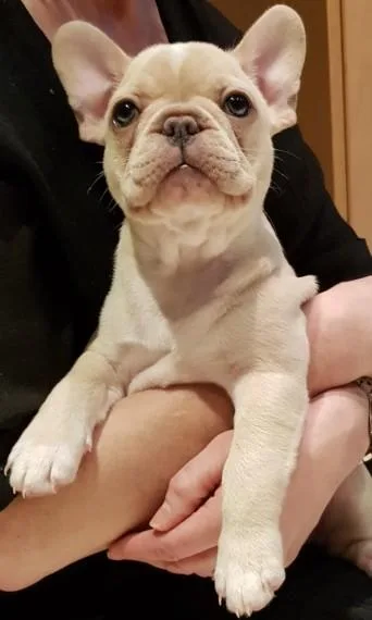 Ready Now French Bulldog  Puppies AKc Registered