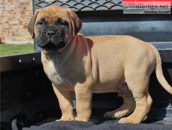 Spunky Charming Bullmastiffs for sale