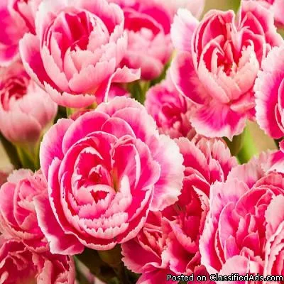Wholesale Carnation Flowers