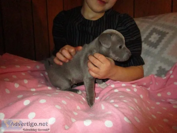 Rare Blue Tuxedo Rat Terrier puppies
