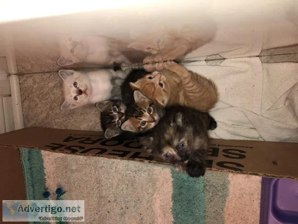 Found beautiful kittens