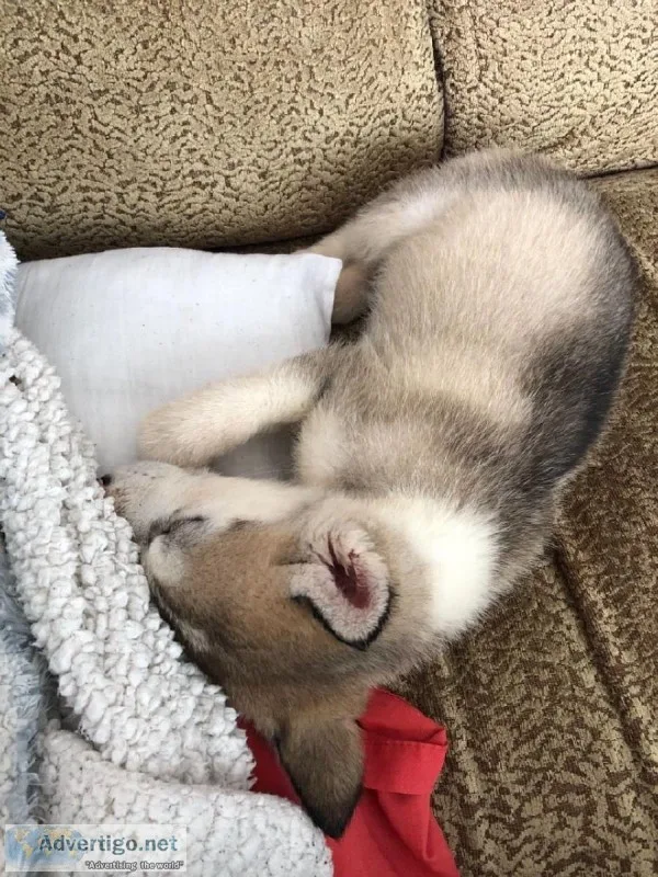 Mini Huskkky - Pomsky Pups