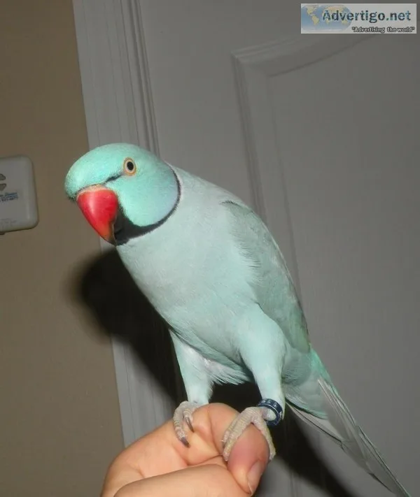 Home Trained Indian Ringneck Birds