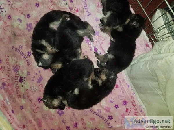 German Shepherd Puppies