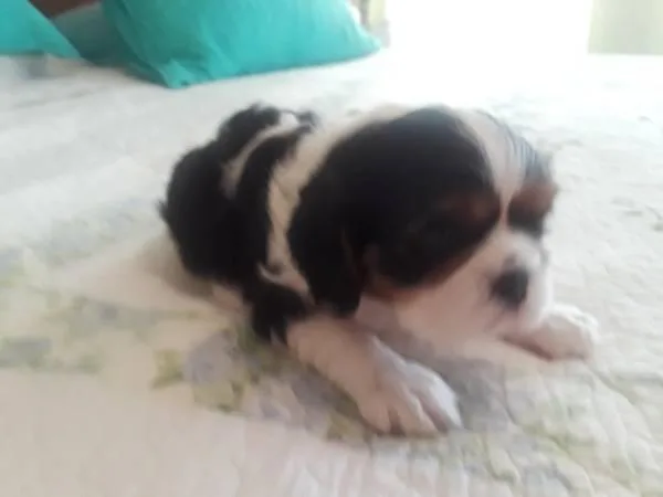 AKC Springer Spaniel Puppies