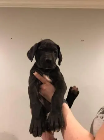 Great Dane