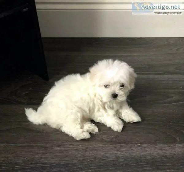 Maltese Puppy Female