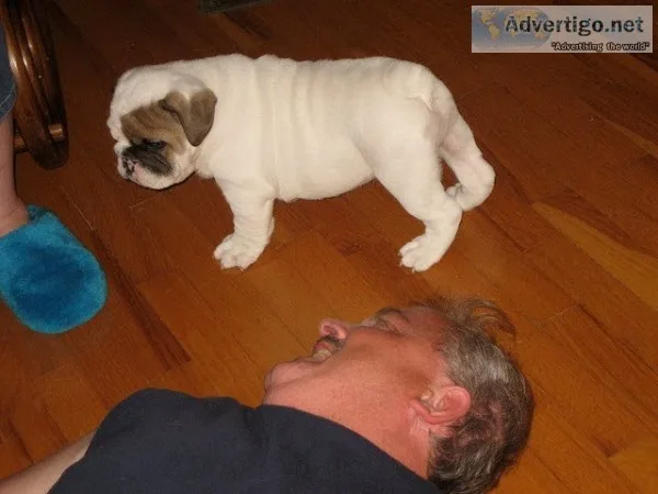 English bull dog
